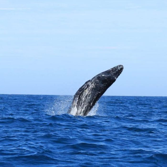 Ballena jorobada saltando